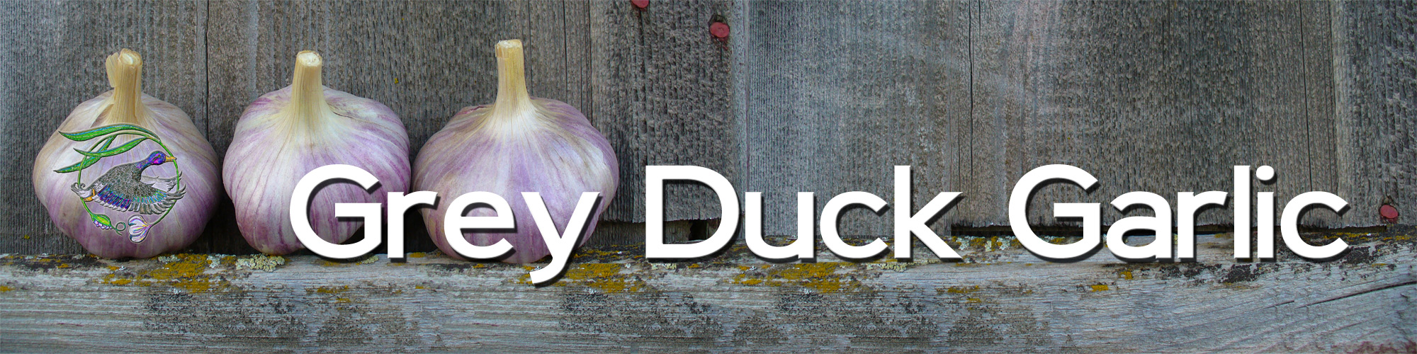 Grey Duck Garlic, growing garlic organically